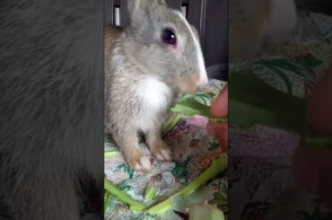 cute Rabbit| baby Rabbit #shorts  #youtubeshorts #Atitusvlogs