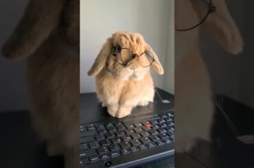 Cute Bunny CloseUp #shorts #youtubeshorts #pets