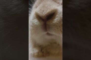 Cute Bunny Nose #shorts #bunny #rabbit #pets #pet