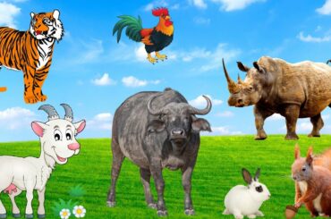 Cute little animals - Goat, rabbit, squirrel, buffalo, tiger, chicken, rhino - Animal moments