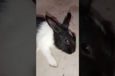 Cute baby bunny #shorts