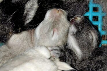 CUTE 17 DAYS BABY BUNNIES 8K VIDEO RESOLUTION #rabbit #bunny #cutebunny