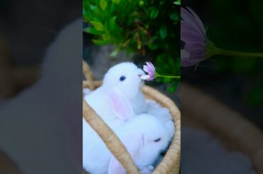 Cute Bunny #shorts #youtubeshorts #pets
