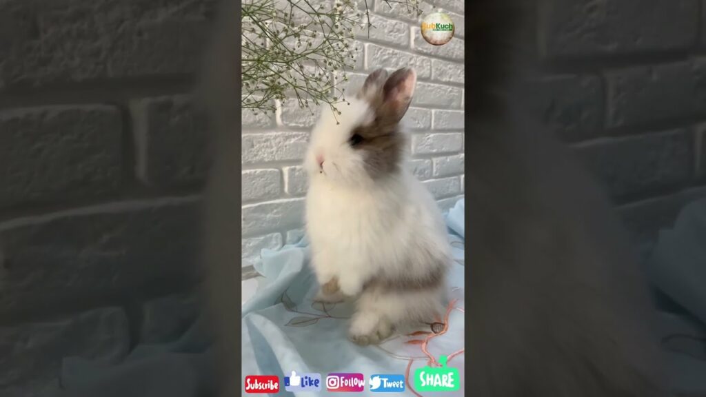 Cute Rabbits | The Cute Baby Bunny Rabbits | Cute Bunnies | Beautiful Baby Rabbits