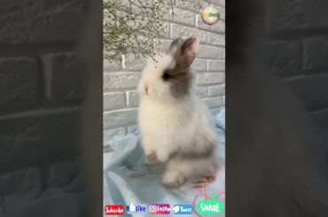 Cute Rabbits | The Cute Baby Bunny Rabbits | Cute Bunnies | Beautiful Baby Rabbits