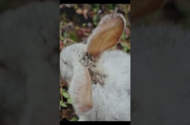 cute rabbit | kiwizooworld |khargosh