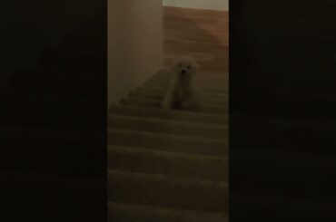 Baby Bunny goes up the stairs for the first time #cute #puppy #dogs #bunny