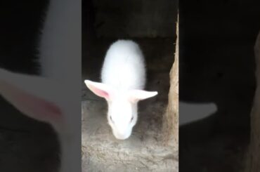 cute baby rabbit  house entry #funnyshorts