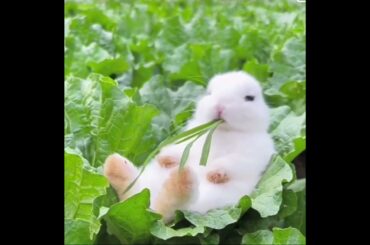 Cute rabbit |#viral #pets