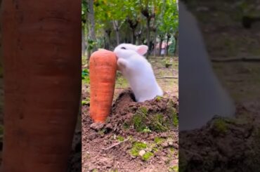 Cute bunny rabbit in vegetables garden #shorts