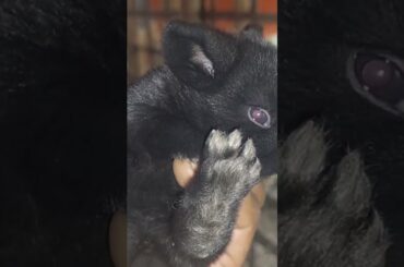 Cute Baby Bunny #shorts #youtubeshorts #viral