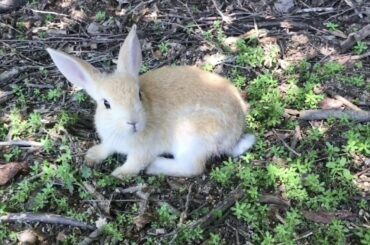 Baby bunny is just too cute when he wakes up from sleep!