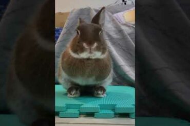 Cute Rabbit Bunny Tucking in to Sleep - Happy Easter! #pets
