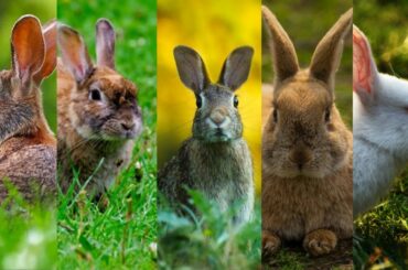 Cute Bunny Life Outside the Yard