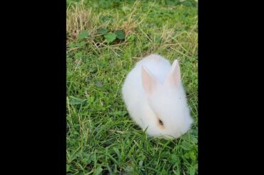 BABY BUNNY | CUTE ANIMALS