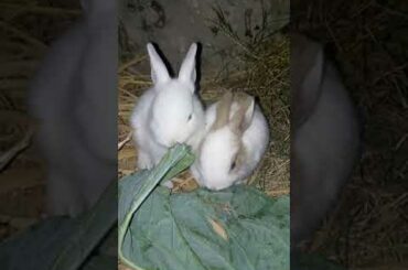 Cute rabbit videos #short #Shorts #viral  #viralshots