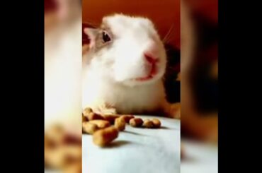 Cute Rabbit #shorts #youtubeshorts