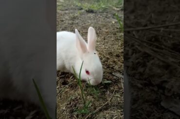 Cute rabbit videos #short #Shorts #viral  #viralshots