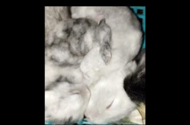 19 DAYS OLD BABY BUNNY | CUTE BABY BUNNY | CUTE BABY BUNNY VIDEOS #bunny #cute #shorts #short