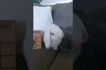 Cute Bunny!!!!