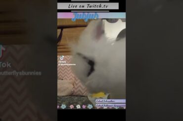 cute bunny cleans his face #cute #bunny #clean
