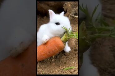 cute rabbit #shorts
