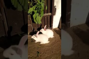 Cute baby rabbit eating#funnyshorts #rabbitlifestyle