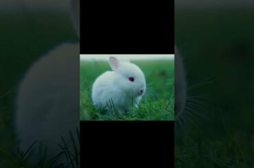 THE PYGMY RABBIT, cute baby rabbits|#pygmyrabbt#facts#baby#shorts#youtubeshorts