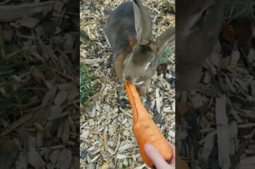 feeding a cute rabbit
