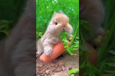 cute Rabbit #shorts #youtubeshorts