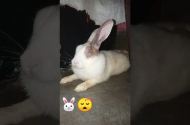#cute rabbit