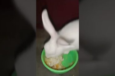 Cute bunny eating #shorts