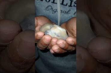 my rabbit cute baby #rabbit  #shorts #pets #animals  #rabbitbaby #mrhonlinebd #mrhlifebd