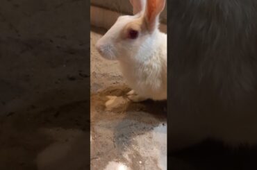 Cute animals video #shorts #animals #youtubeshorts #viral #viralvideo #fyp