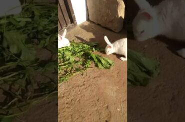 cute baby rabbit  eating time #cute babygirl#viralshort