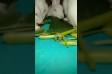 cute rabbit