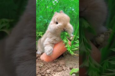 cute rabbit | birds wildlife 313 #shorts #funny #cute