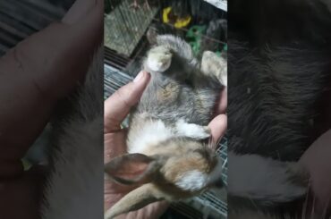 Cute Baby Rabbit , funny moment