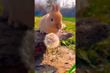 Cute rabbit #shorts
