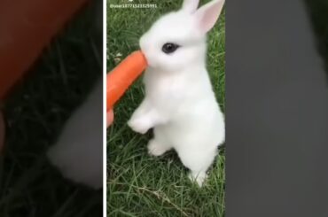 cute baby rabbit