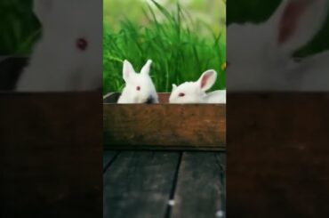 #Cute Baby bunny# Maahi ka giyan#