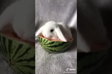 cute baby rabbit
