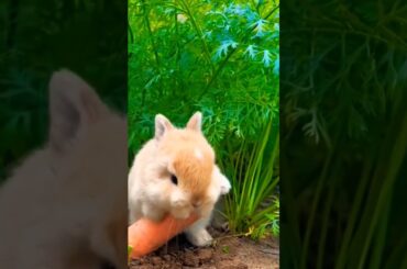 baby rabbit #trending #pets #animals #shorts #cute #baby #dog