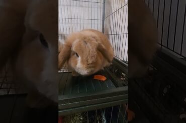 Cute bunny eating carrots...