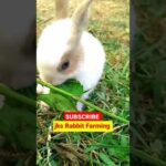 Cute rabbit baby videos #short  #viral  #viralshots