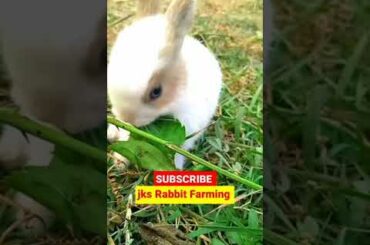 Cute rabbit baby videos #short  #viral  #viralshots