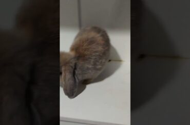 Cute bunny!