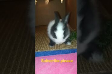 CUTE RABBIT@uaehassanentire424