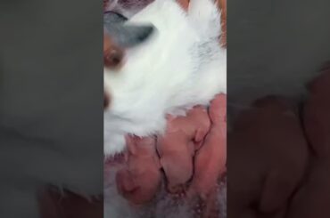 Mommy Rabbit Feeding her Babies (Baby Rabbits)