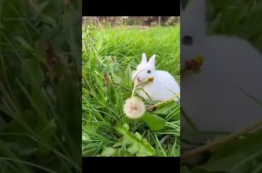 The cute bunny also likes to eat flowers? #shorts